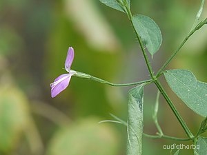 Peristrophe bicalyculata flower1.jpg